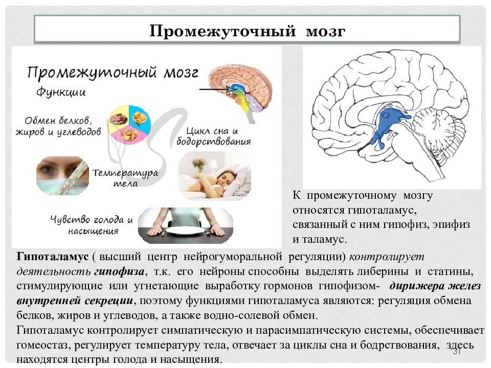 Внд подготовка к егэ презентация