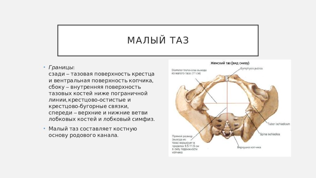 Таз с акушерской точки зрения