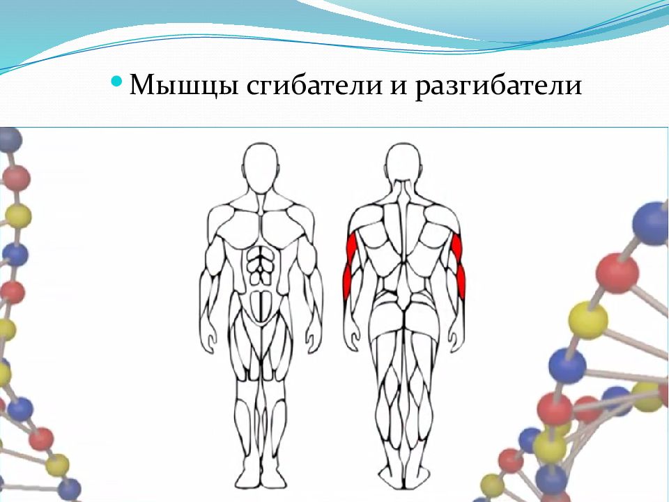 Координация работы мышц разгибателей осуществляется. Мышцы сгибатели и разгибатели. Мышцы сгибатели и мышцы разгибатели. Мышцы сгибатели и разгибатели 8 класс. Рисунок мышцы сгибатели и разгибатели 8 класс.