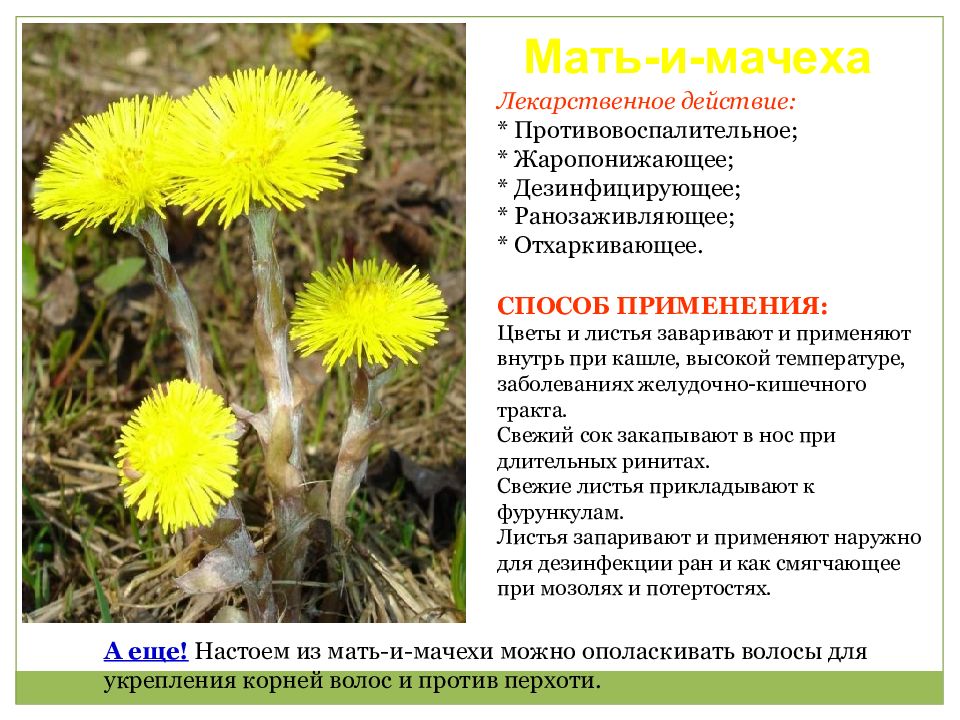 Презентация "Растения красной книги кировской области" (6 класс) по биологии - с