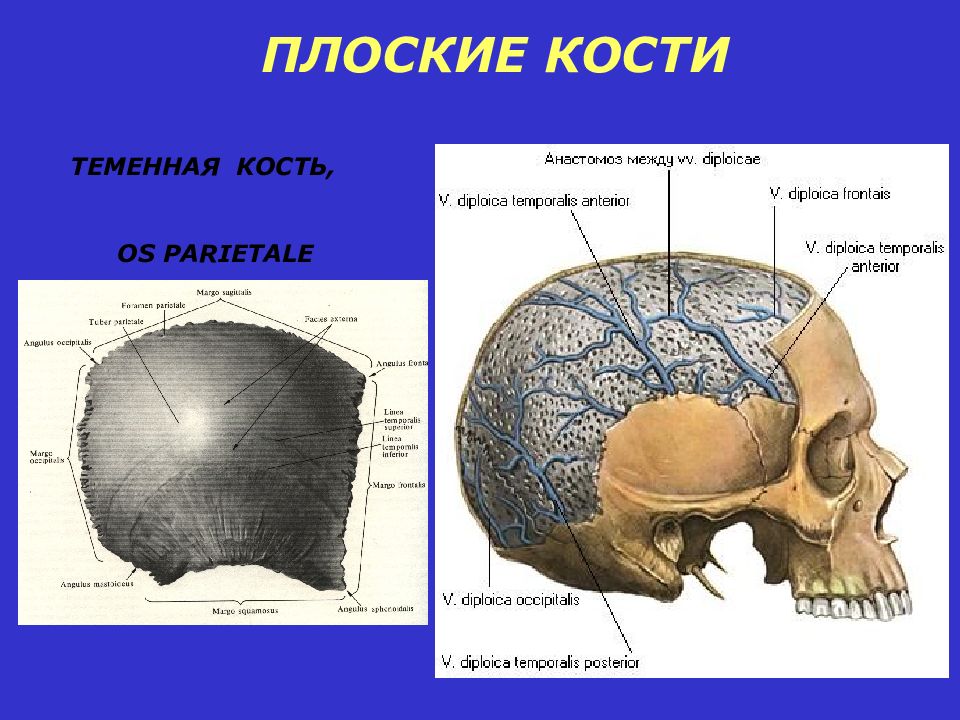 Теменная кость относится к. Теменная кость черепа анатомия. Теменная кость мед универ. Теменная кость (os parietale). Теменная кость черепа строение.