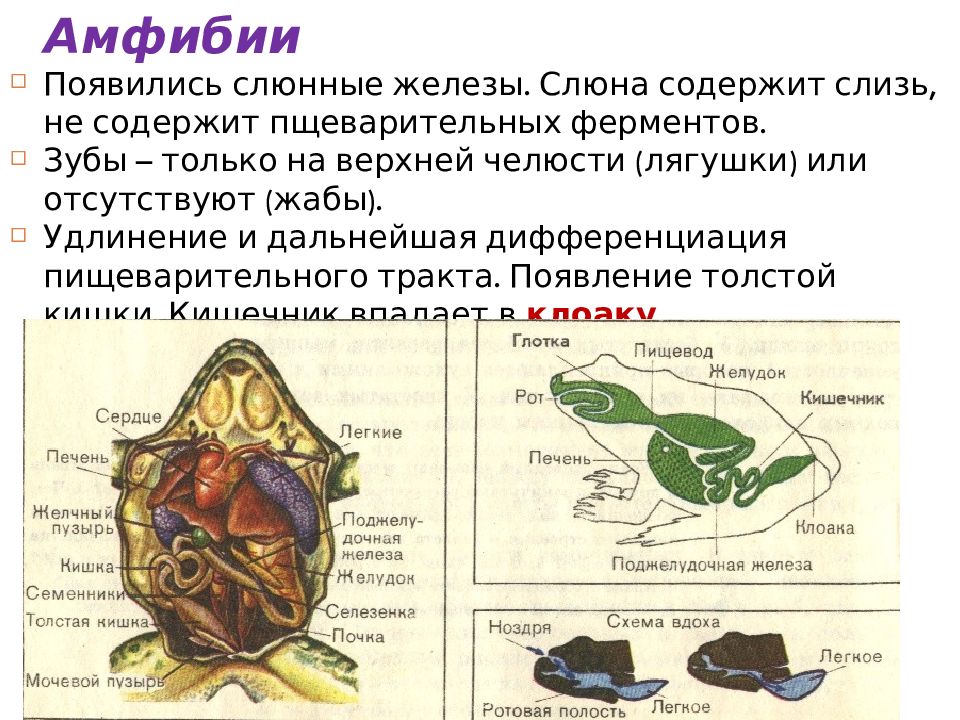 Онтогенез повторяет филогенез на примере позвоночных