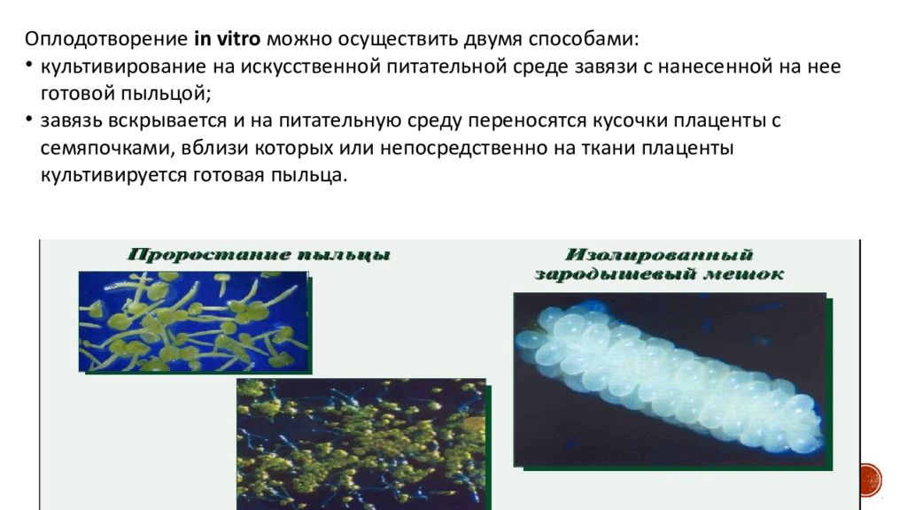 Гибридизация in vitro. Культура зародышей in vitro и отдаленная гибридизация. Гибридизация дентина. Два вида отдаленной гибридизации растений in vivo in vitro.