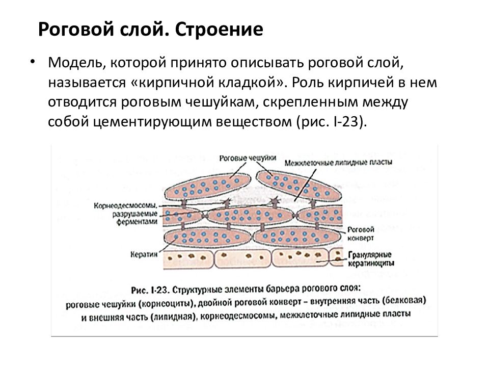 Роговой слой картинка