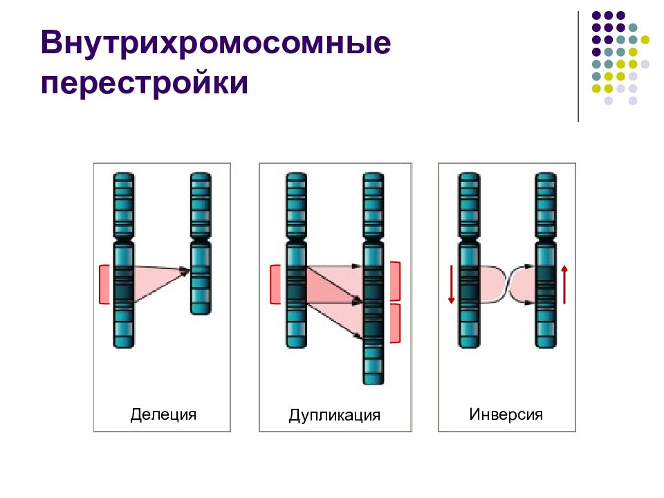 Делеция это. Делеция дупликация инверсия транслокация. Внутрихромосомные мутации делеция дупликация. Внутрихромосомные перестройки. Делеция и Инсерция дупликация.