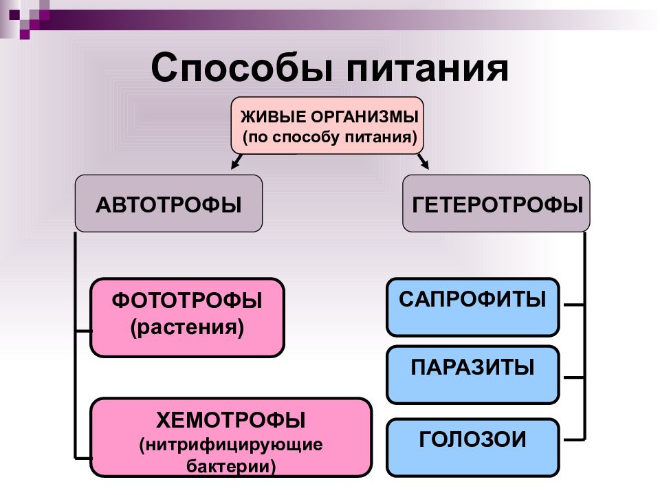 Гетеротрофы и автотрофы схема