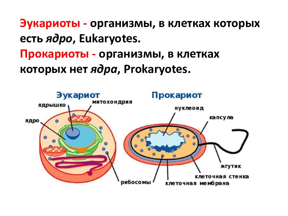 Наука о клетке