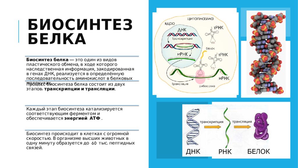 4 этапы синтеза белка. Синтез белка. Последовательность синтеза белка. Синтез белка схема. Синтез белка происходит в.