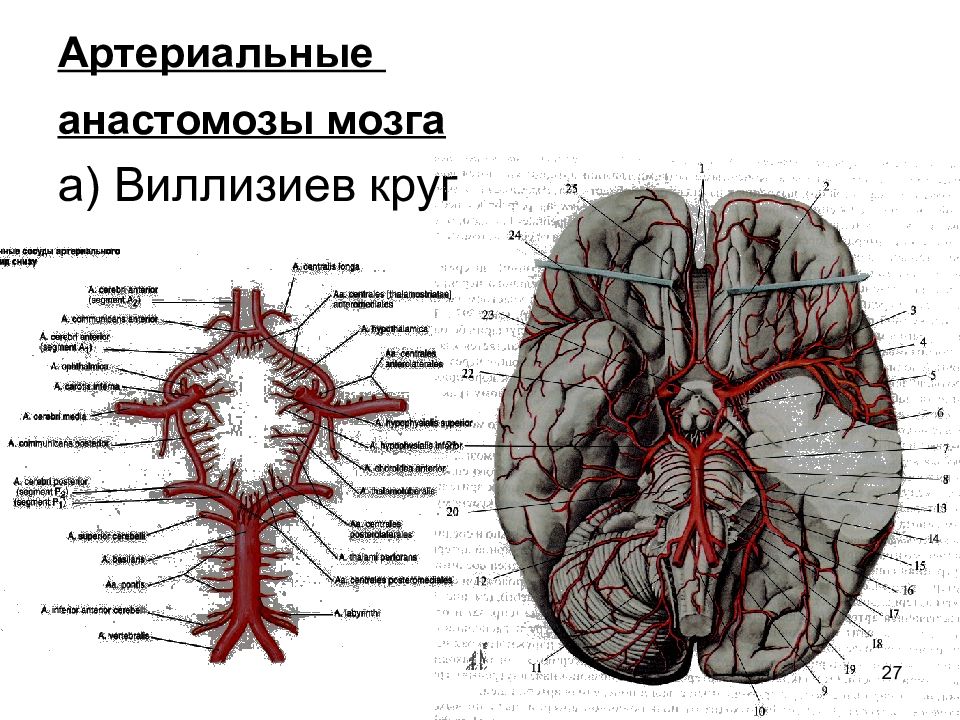 Артерии круг головного мозга. Кровообращение мозга. Виллизиев круг.. Виллизиев круг в головном мозге. Кровоснабжение головного мозга артериальный круг мозга анатомия. Кровоснабжение головного мозга схема Виллизиев круг.