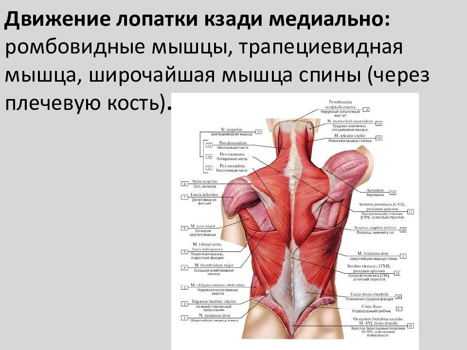 Мышца поднимающая лопатку картинка