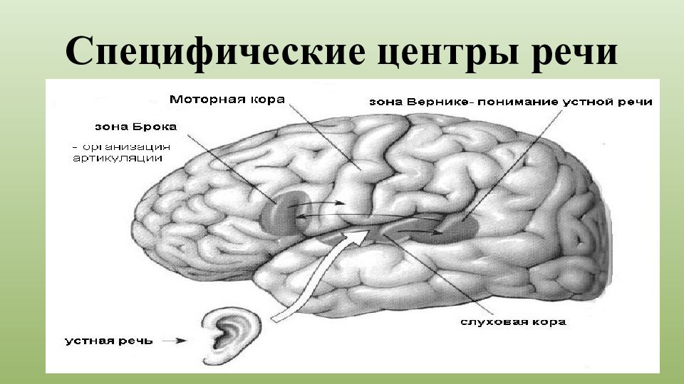 Центрами речи являются