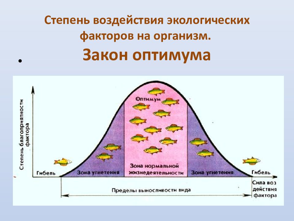 Презентация общие закономерности влияния экологических факторов на организмы