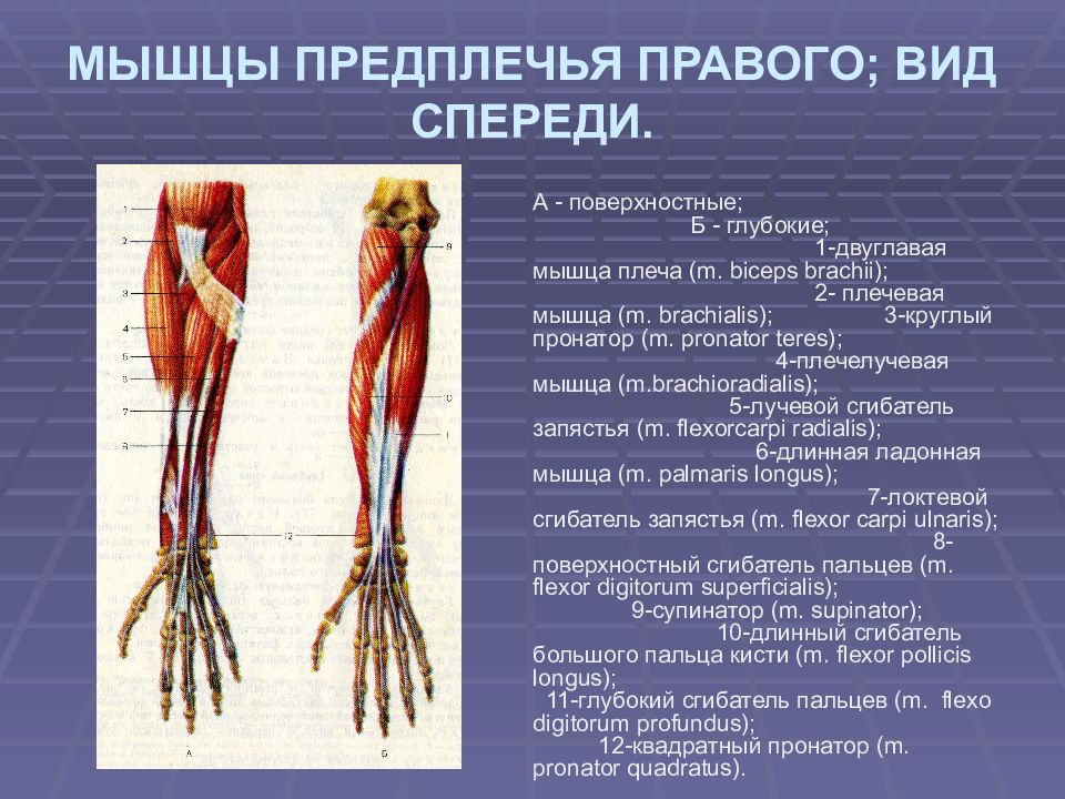 Предплечье мышцы. Поверхностные мышцы предплечья правого вид спереди. Мышцы предплечья вид спереди круглый пронатор. Мышцы верхней конечности – область предплечья (передняя группа). Мышцы предплечья (спереди) поверхностный слой.