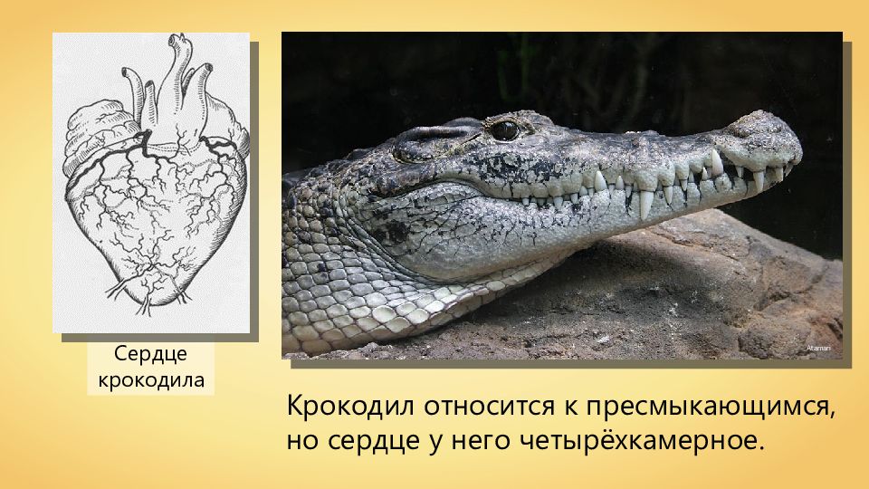 Сердце крокодилов состоит из камер