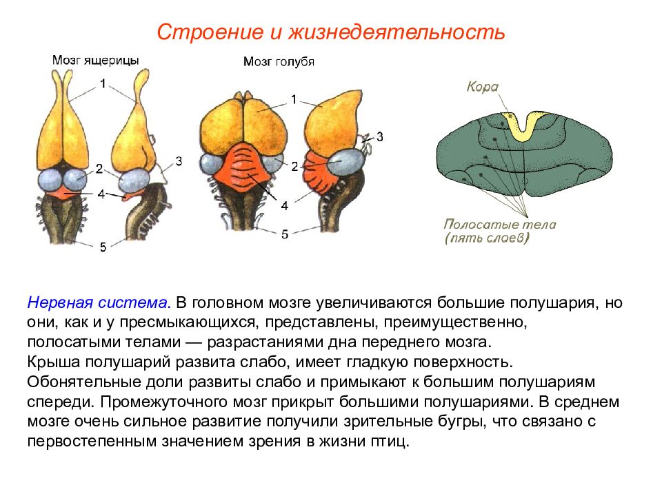 Рисунок строение головного мозга птицы