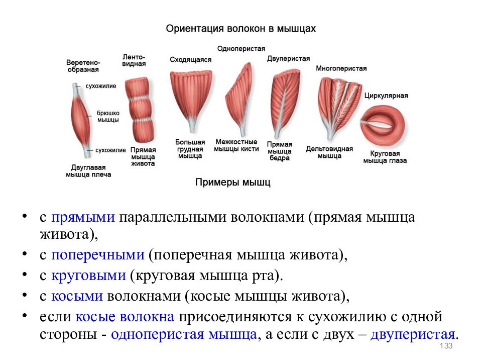 Какую функцию выполняет скелетная мускулатура. Мышцы по направлению волокон схема. Виды мышечных волокон схема. Классификация мышц по направлению волокон примеры. Анатомическая классификация мышечных волокон.