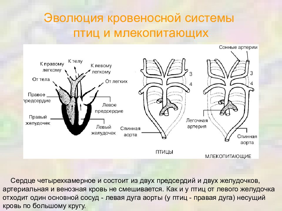 В сердце млекопитающих содержится. Эволюция кровеносной системы у беспозвоночных животных. Эволюция кровеносной системы у птиц. Кровеносная система птиц и млекопитающих. Эволюция кровеносной системы птиц и млекопитающих.