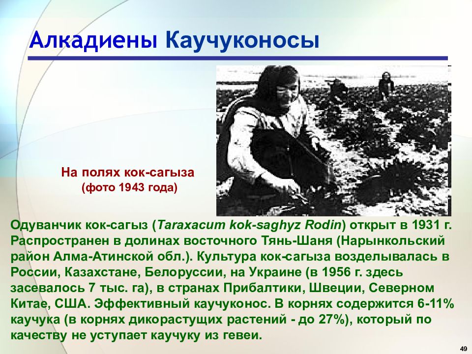 Как переводится кок. Каучуконос Кок-сагыз. Посевах Кок-сагыза. Кок-сагыз место обитания. Газеты в годы войны о Кок-сагыза.