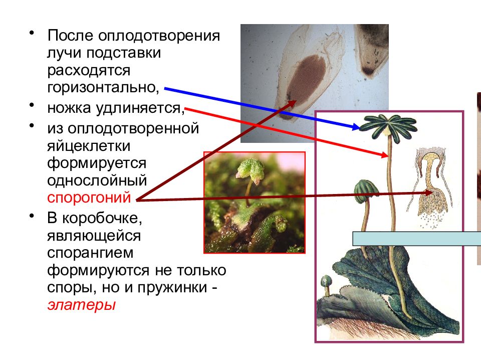 Споры хвоща с элатерами. Гаплоидный заросток. Споры хвоща полевого элатеры. Обоеполый гаметофит имеют. Ризоиды маршанции.