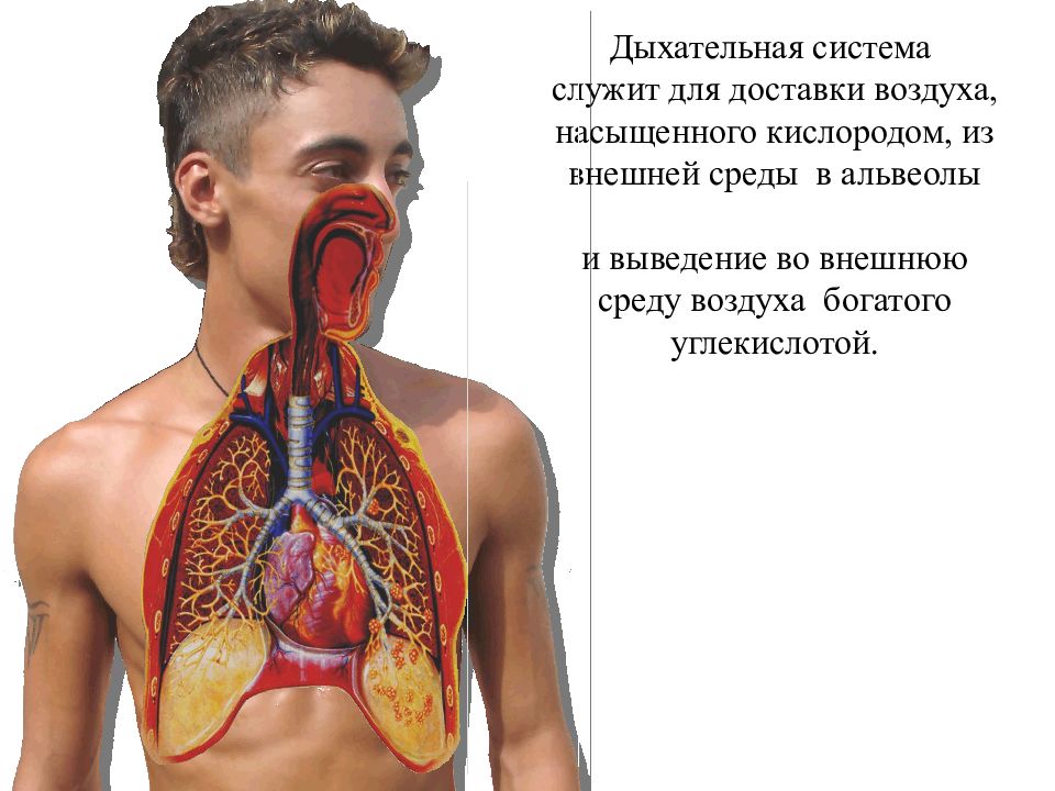 Где бронхи. Расположение бронхов и легких. Бронхи у человека расположение. Бронхи и легкие расположение. Расположение лёгких и бронхов у человека.