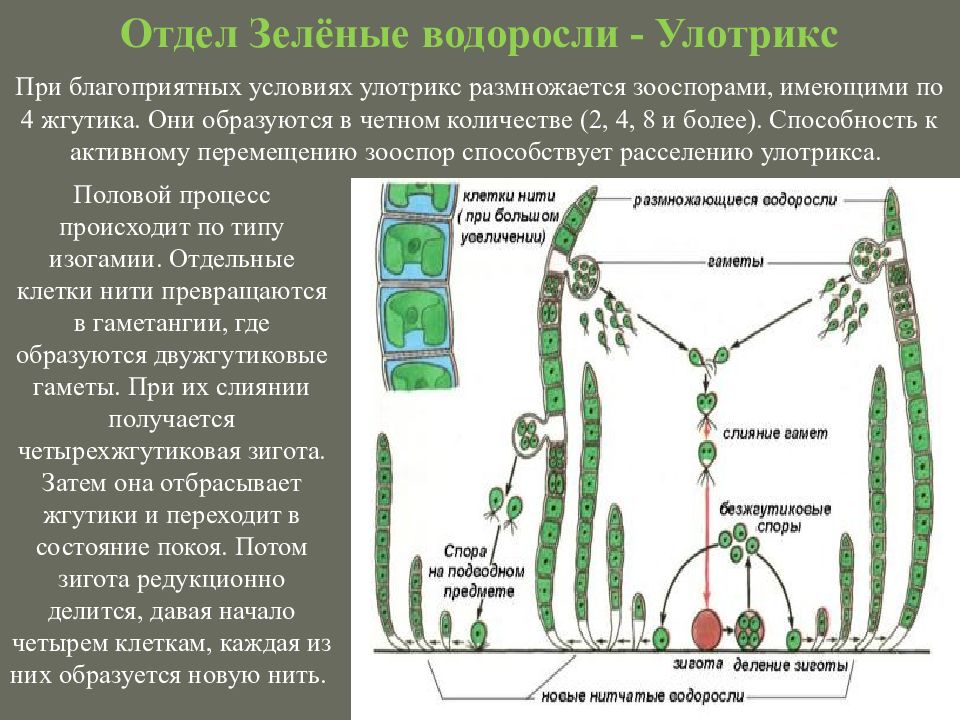 Жизненный цикл улотрикса рисунок. Жизненный цикл зеленых водорослей улотрикс. Нитчатая водоросль улотрикс. Улотрикс жизненный цикл.