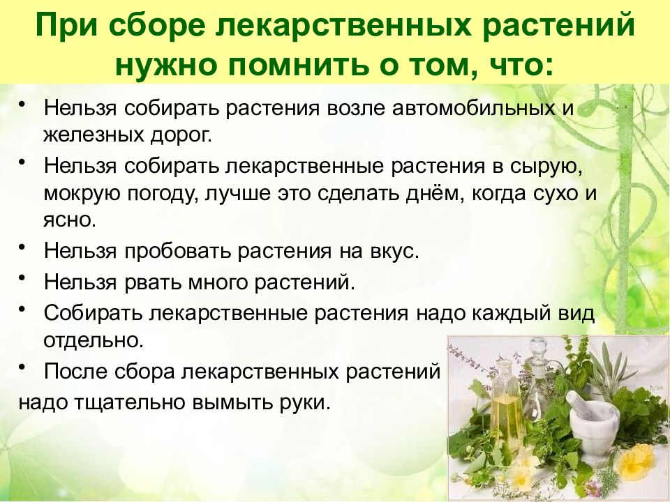 Лекарственные растения план