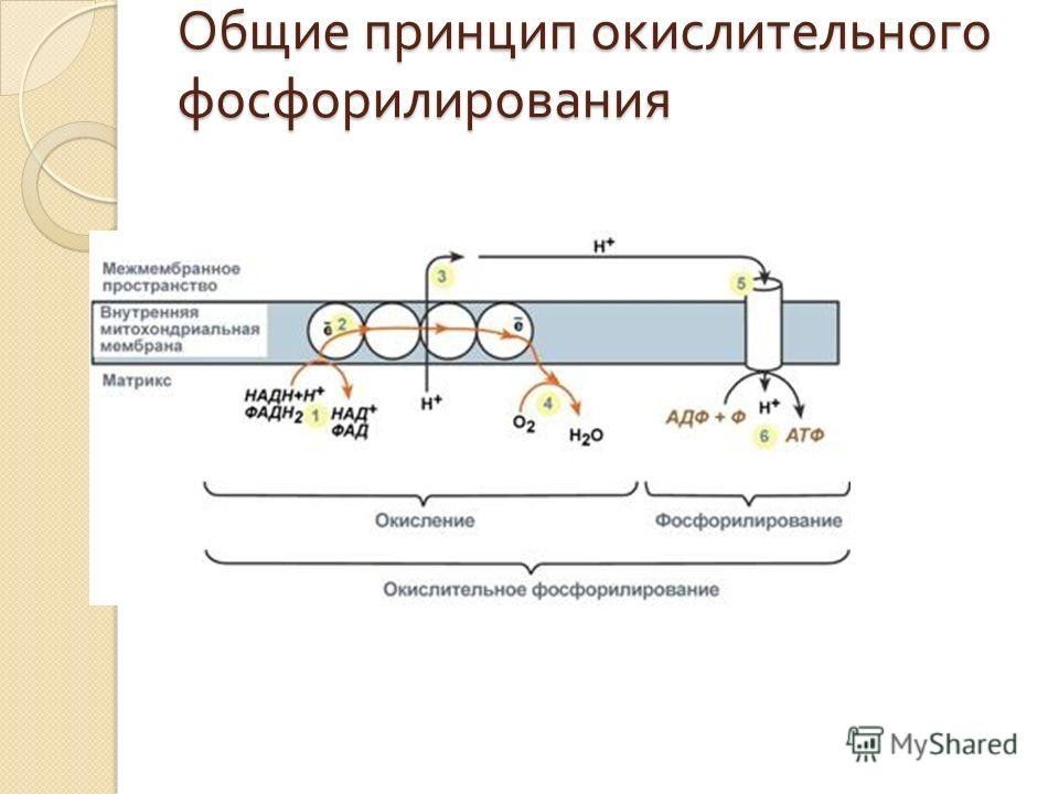 Каким номером на рисунке обозначен органоид который участвует в окислительном фосфорилировании