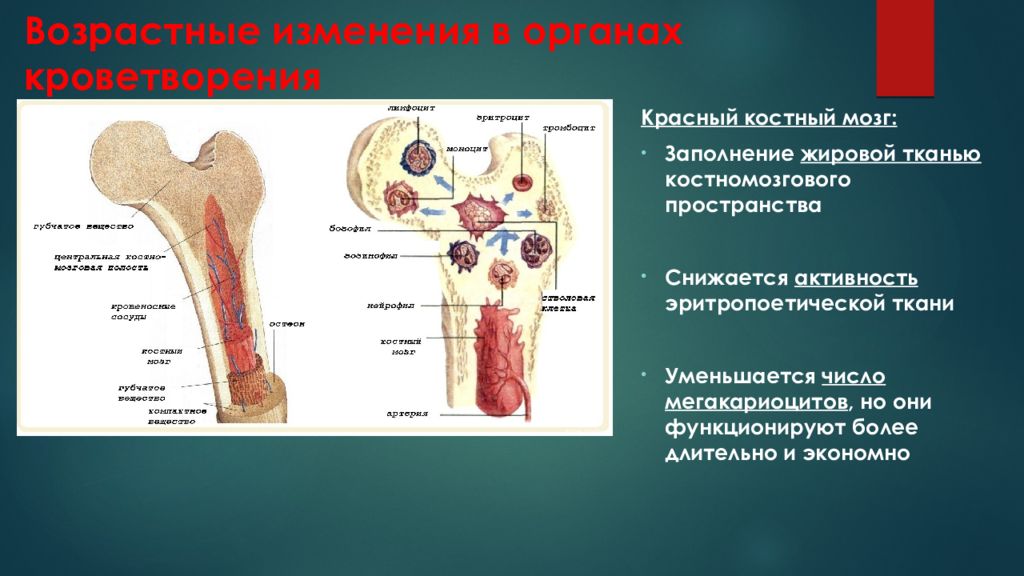 Функции костного мозга в трубчатой кости. Костный мозг анатомия человека. Возрастные особенности красного костного мозга. Красный костный мозг анатомия. Красный костный мозг функция кроветворения.