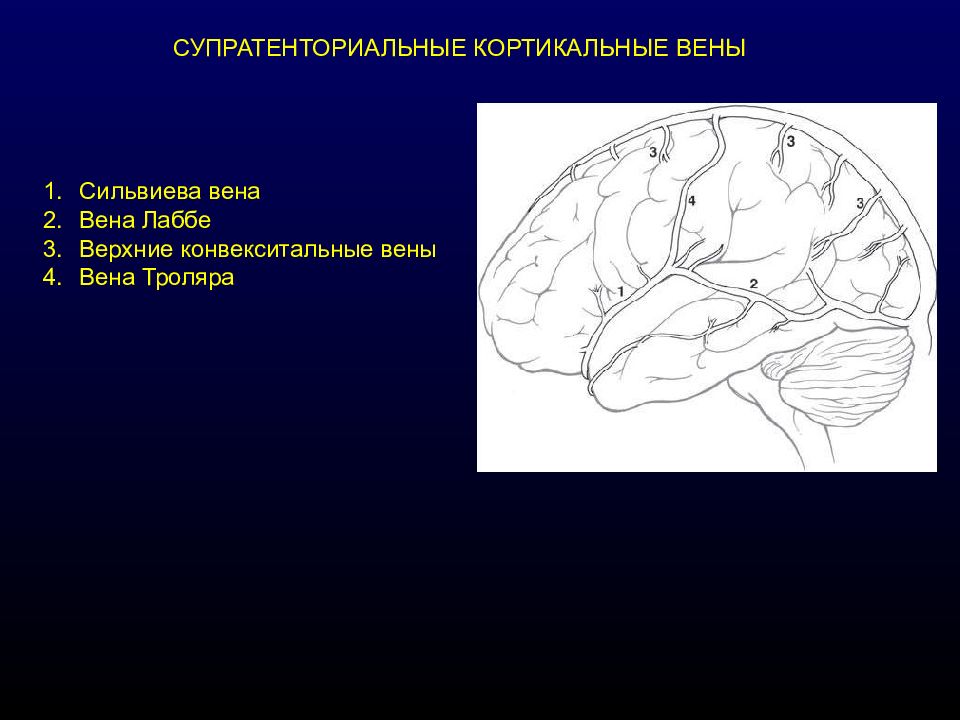 Верхние вены мозга. Вена Тролара и Лаббе. Вена Лаббе анатомия. Конвекситальные вены головного мозга.