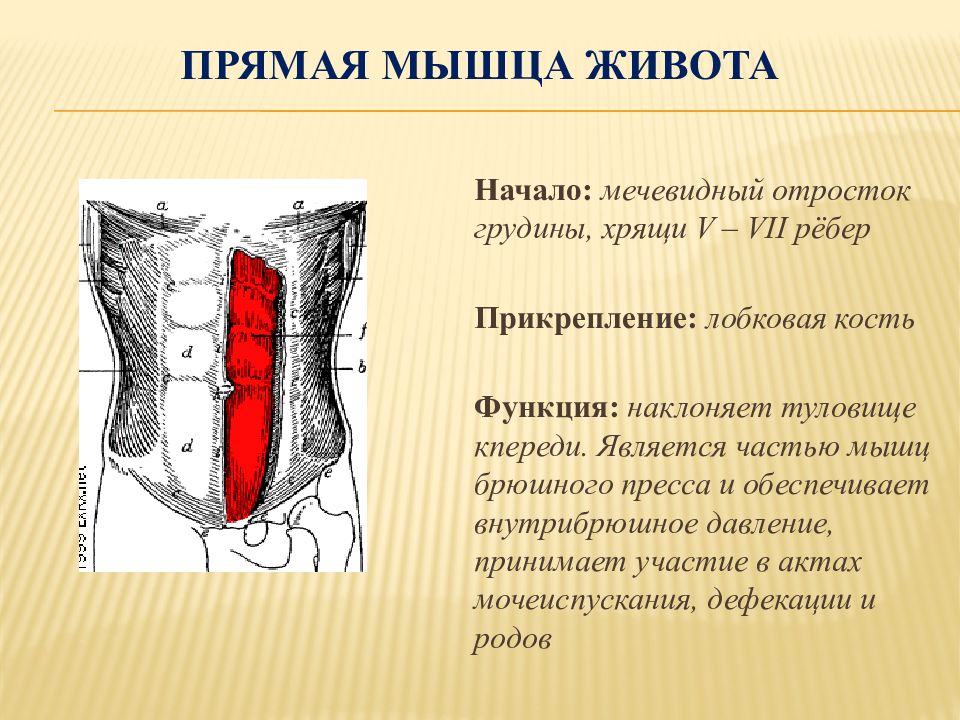 Функции мышц живота. Прямая мышца живота прикрепление и функции. Прямая мышца живота начало и прикрепление функции. Функции прямой мышцы живота. Место прикрепления прямой мышцы живота.