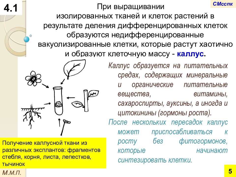 Получение культуры растительных клеток