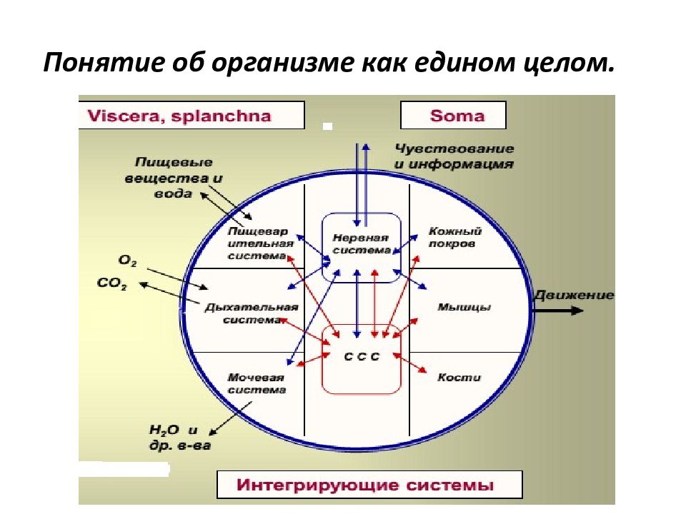 Организм единое целое. Организм как единое целое схема. Понятие об организме. Организм как целое.