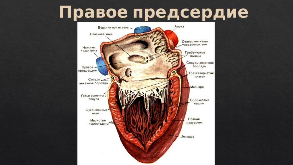 Правое предсердие. Строение правого предсердия анатомия. Гребенчатые мышцы правого предсердия. Правое предсердие анатомия. Строение правого предсерди.