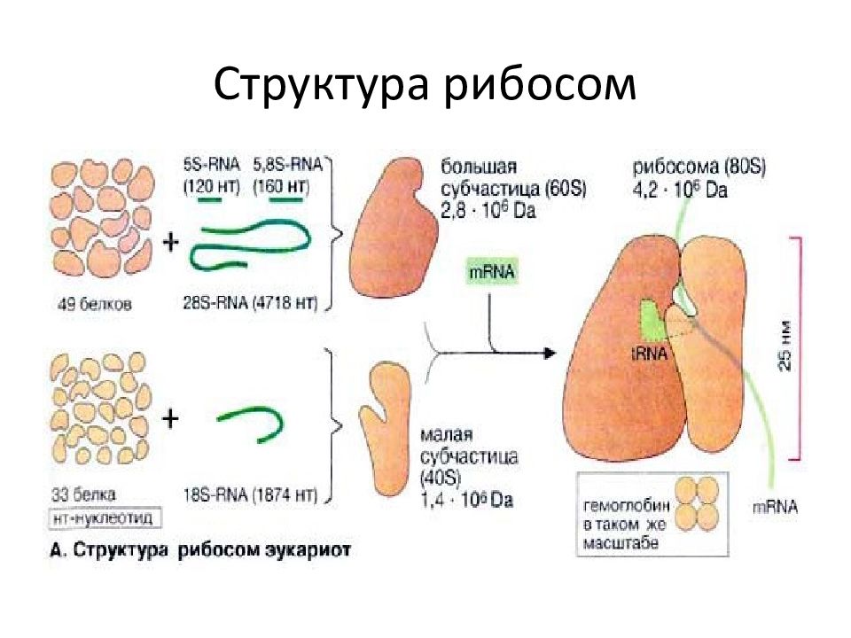 Белки входящие в состав рибосомы