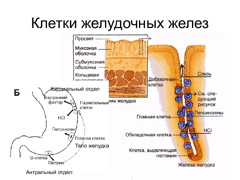 Строение желез желудка. D1 клетки желудка секретируют. Строение париетальной клетки желудка. Обкладочные клетки желудка функции. Железистые клетки желудка.