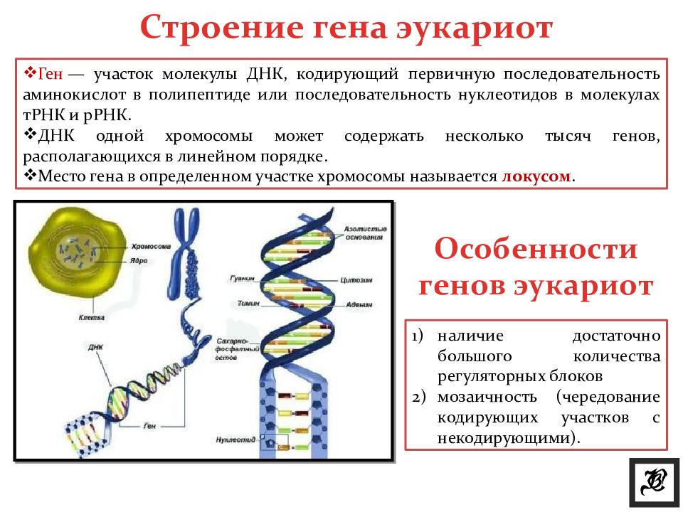 Структура белка закодирована в молекуле днк. Ген структура Гена. Организация генома эукариот. Структуры клетки эукариот содержат молекулы ДНК. Структура и функции эукариотического Гена..