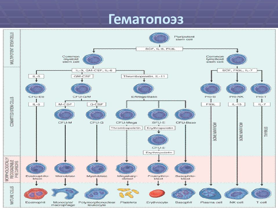 Постэмбриональный иммуноцитопоэз презентация