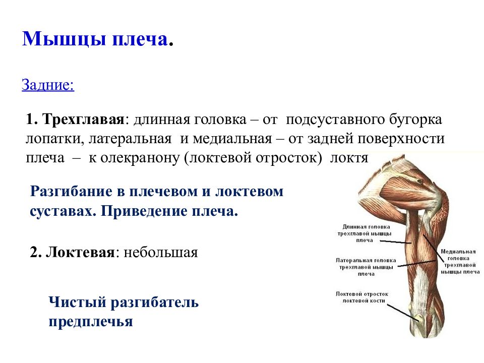 Укажите прикрепление плечевой мышцы. Трехглавая мышца плеча анатомия функции. Трёхглавая мышца плеча анатомия медиальная головка. Длинная головка трехглавой мышцы функции. Длинная головка трехглавой мышцы плеча анатомия.