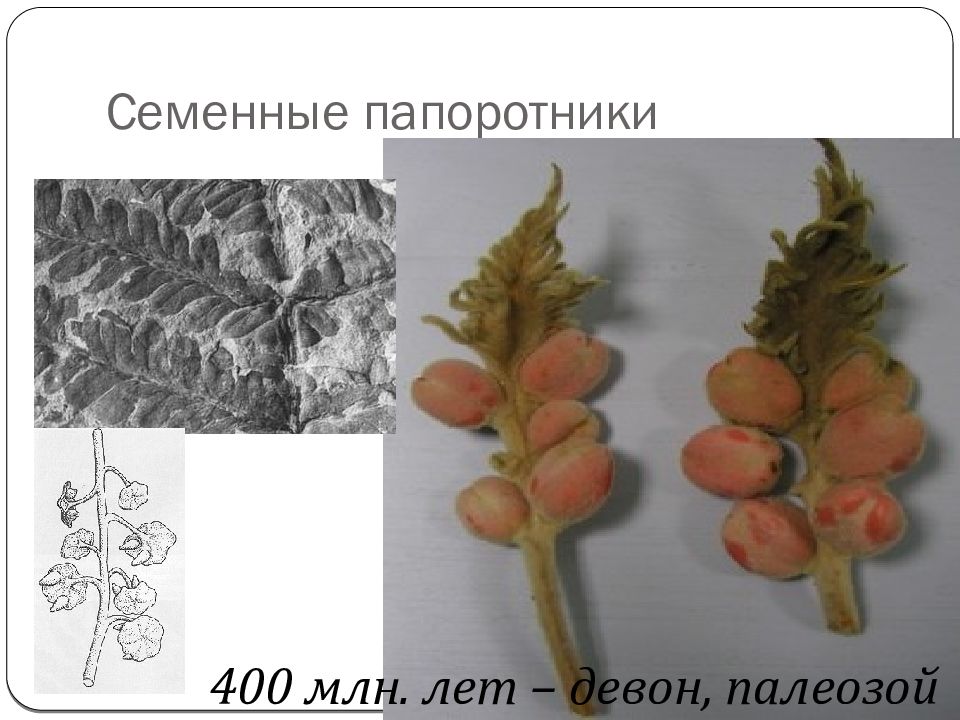 Семенные папоротники. Семенные и Папоротниковидные. Семенной папоротник фото. Семенные папоротники презентация. Семенные папоротники размер.