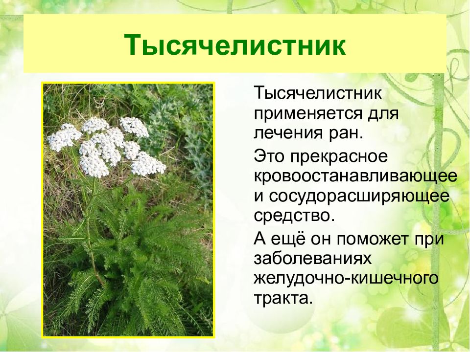 Презентация medicinal plants