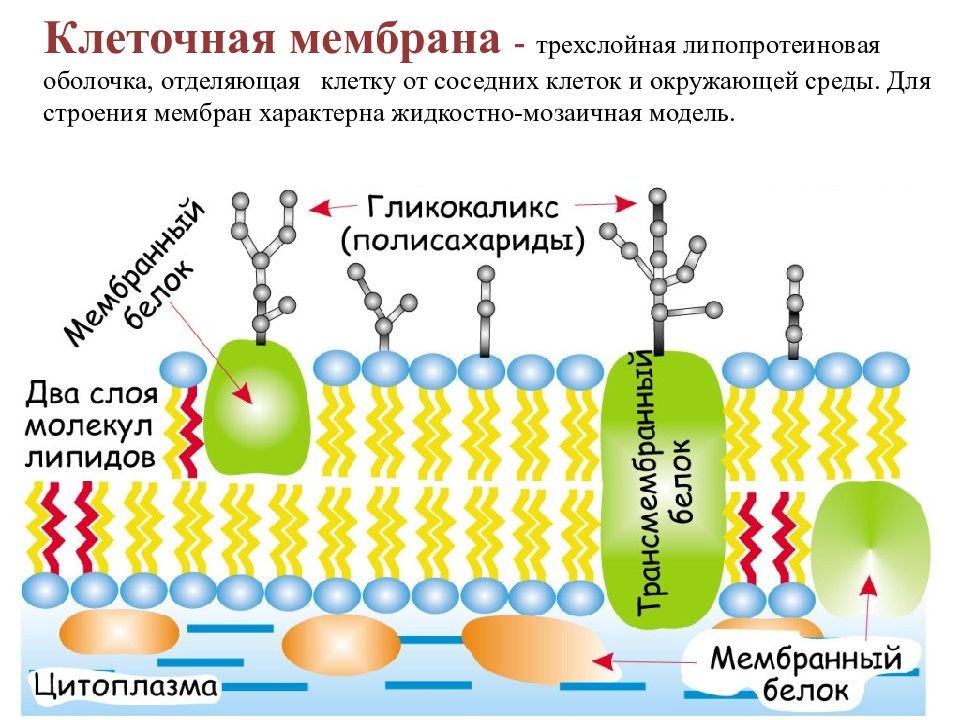 Мембрана клетки строение рисунок