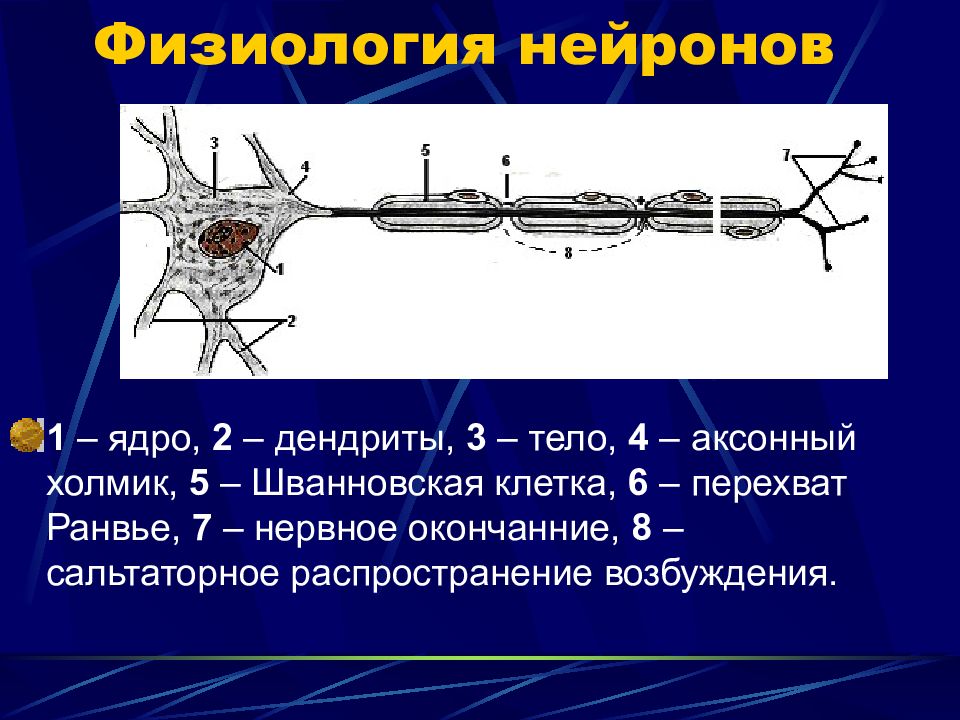 Тело 1 нейрона. Строение нейрона перехват Ранвье. Схема нейрона шванновская клетка. Аксонный холмик физиология. Нейрон физиология.