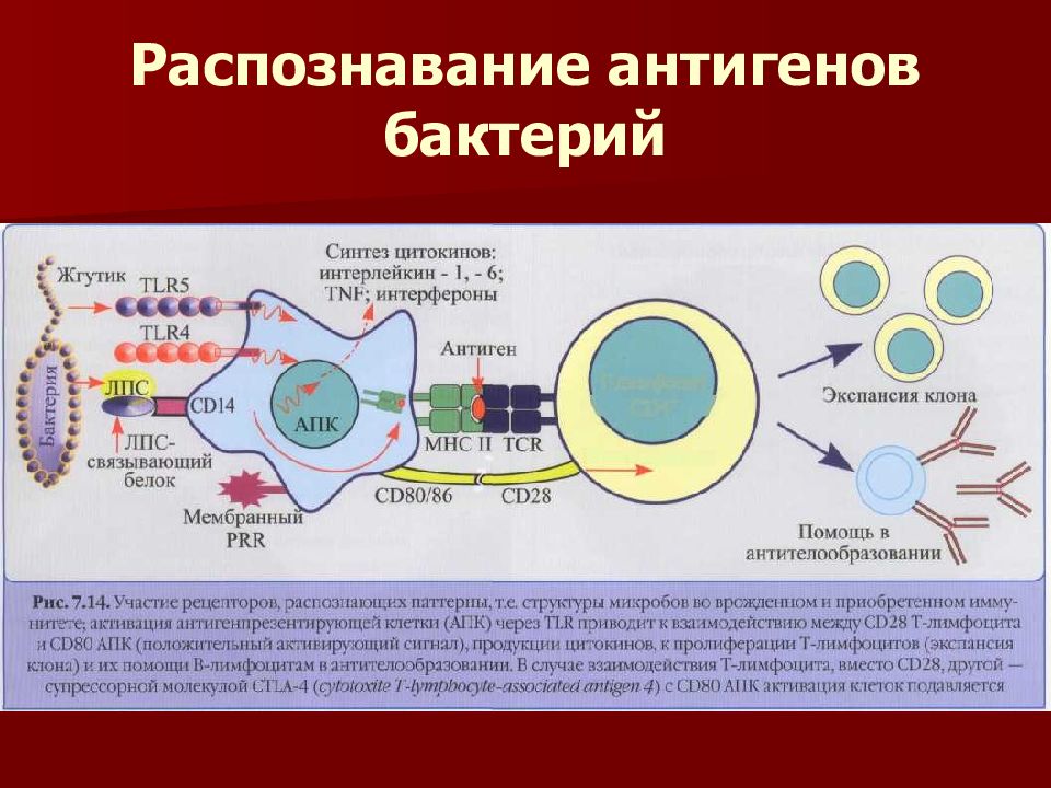 Действия лимфоцитов. Распознавание вирусного антигена. Схема действия т лимфоцитов. Т хелперы лимфоциты распознают. Антигены лимфоцитов.
