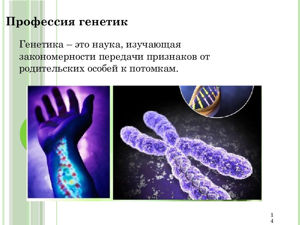 Сообщение о профессии генетик. Сообщение о профессии генетик