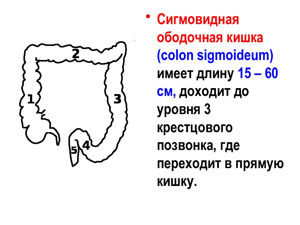 Толстый кишечник презентация