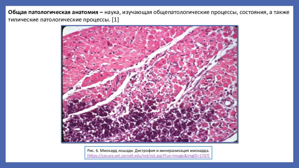 Патологическая анатомия животных. Классификация дистрофий патанатомия. Патологические процессы патанатомия. Дистрофии патологическая анатомия животных.