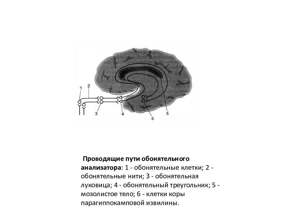 Обонятельный проводящий путь схема