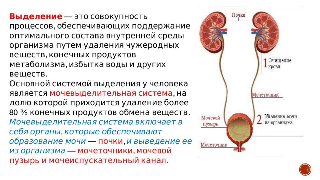 Выделит система человека. Органы выделительной системы мочевой пузырь. Мочевая система анатомия функции. Система мочевыделения строение функции почек. Физиология выделительной системы.