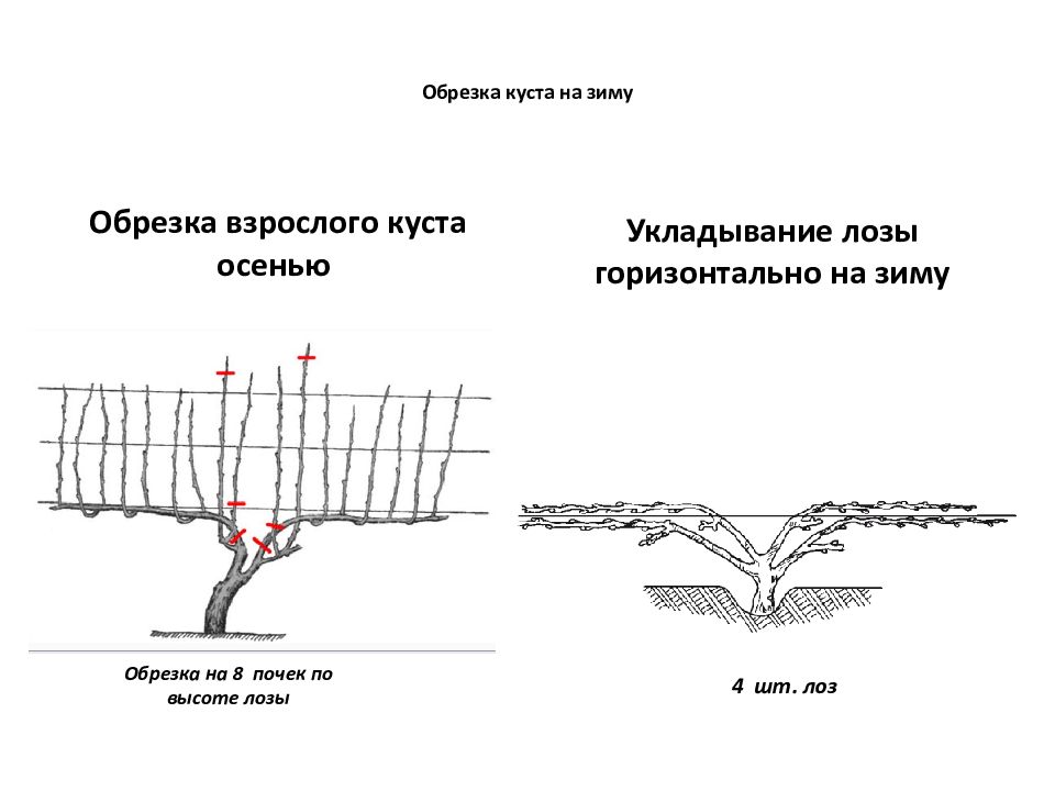 Формирование куста винограда схема