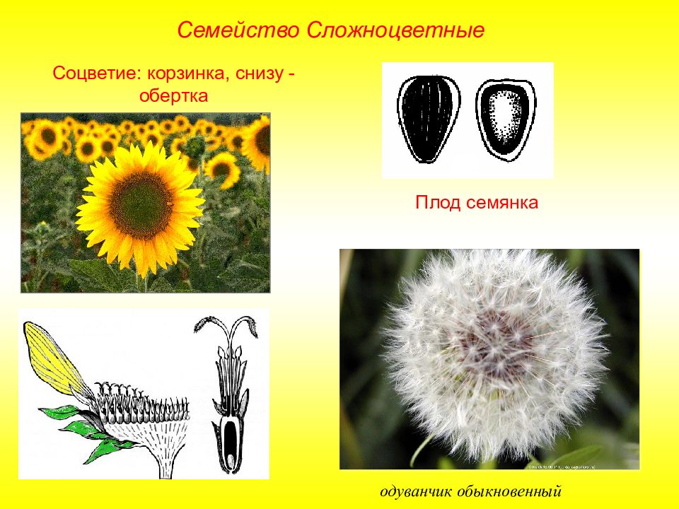 Одуванчик соцветие. Семейство Сложноцветные плод. Семейство Сложноцветные соцветие. Семянка семейство. Подсолнечник плод семянка.